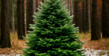 О порядке приобретения елей для новогодних праздников в Гатчинском районе Ленинградской области.