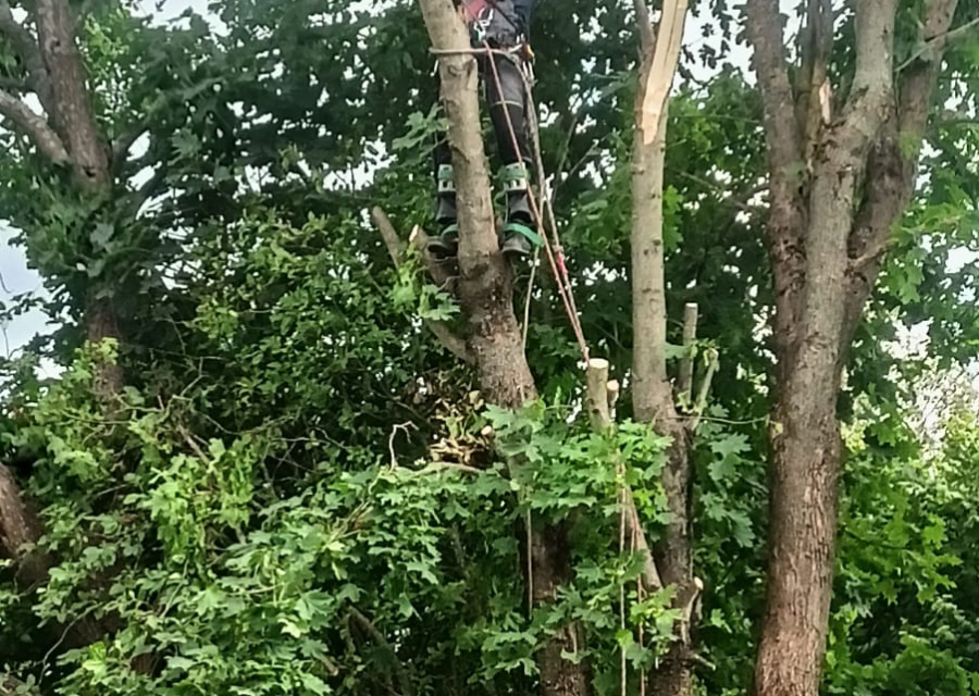 Спил кустарников и деревьев 