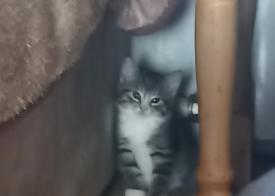 Отдам в хорошие руки