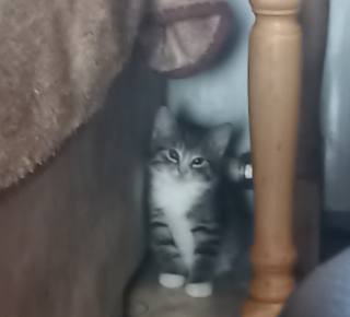 Отдам в хорошие руки