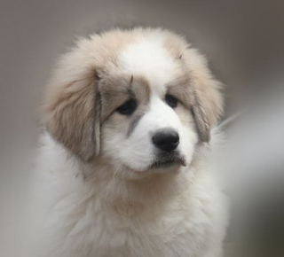 Ветеринарная клиника Кузя и Ко