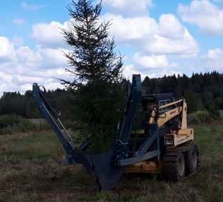 Пересадка деревьев