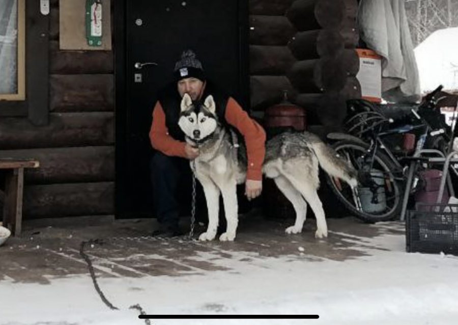 Потерялась собака хаски.   