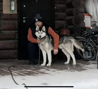 Потерялась собака хаски.   