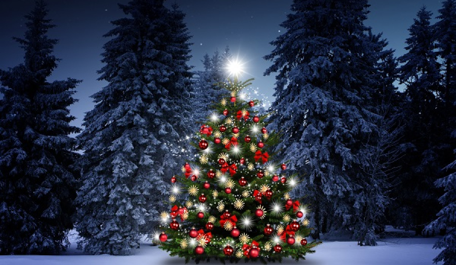 О покупке новогодних елей в 2022 году.