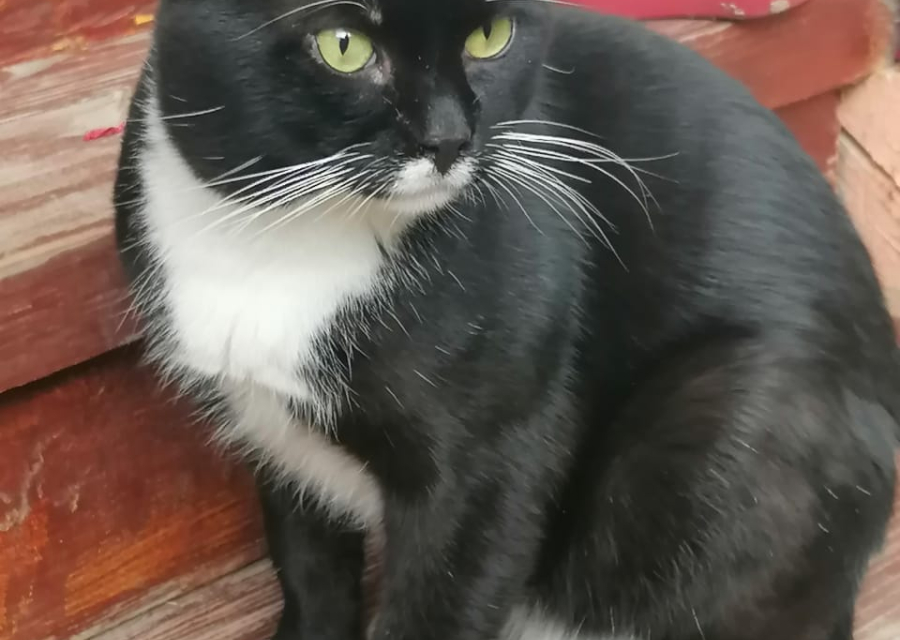 Потерялся кот