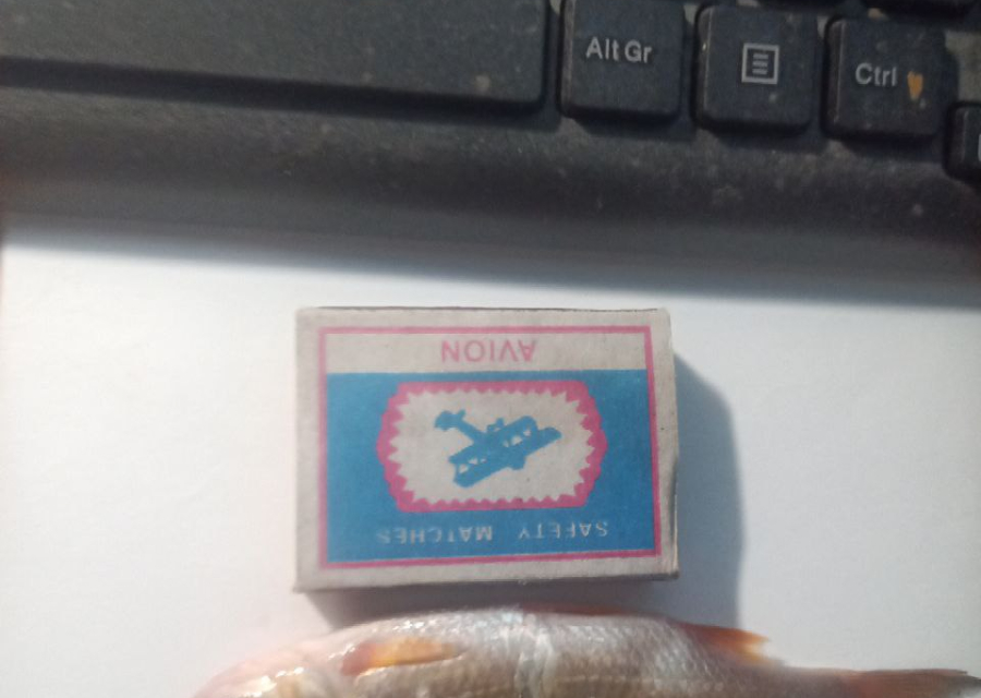 Продам живцов. Плотва