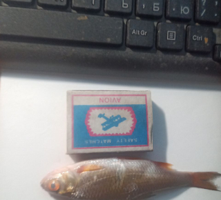 Продам живцов. Плотва