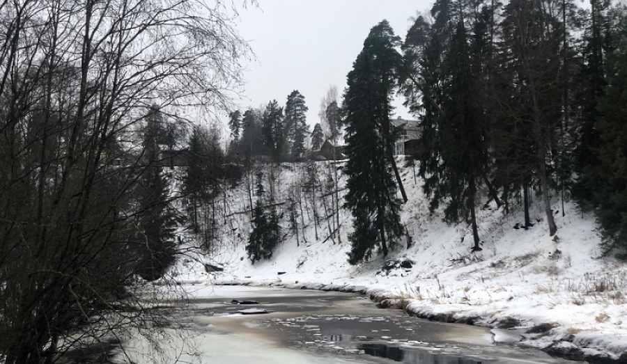 В Сиверском найден виновник спиленных деревьев.