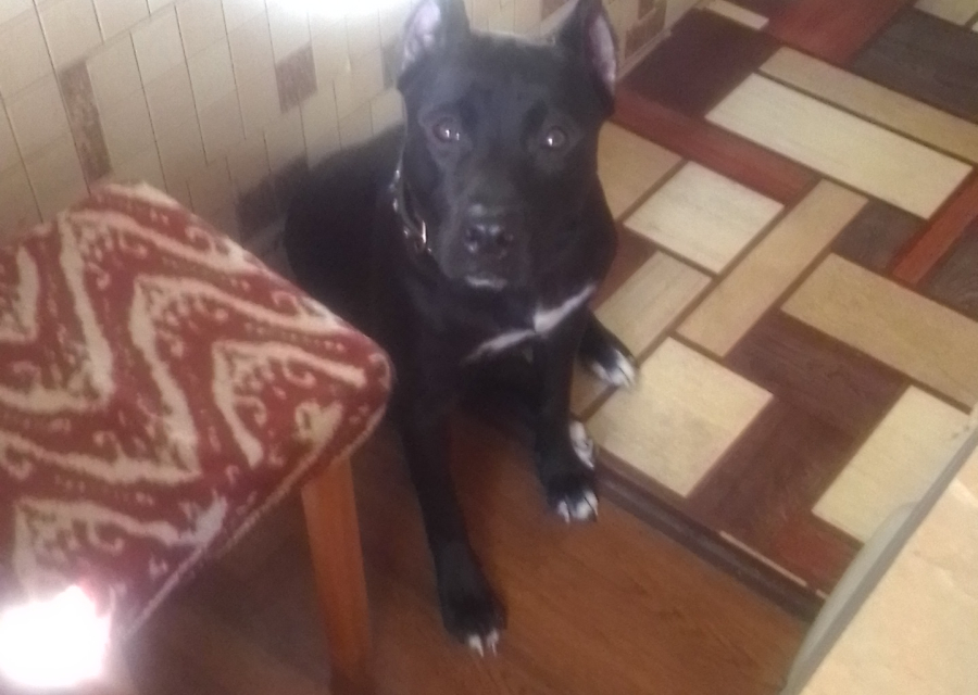 Потерялась собака 