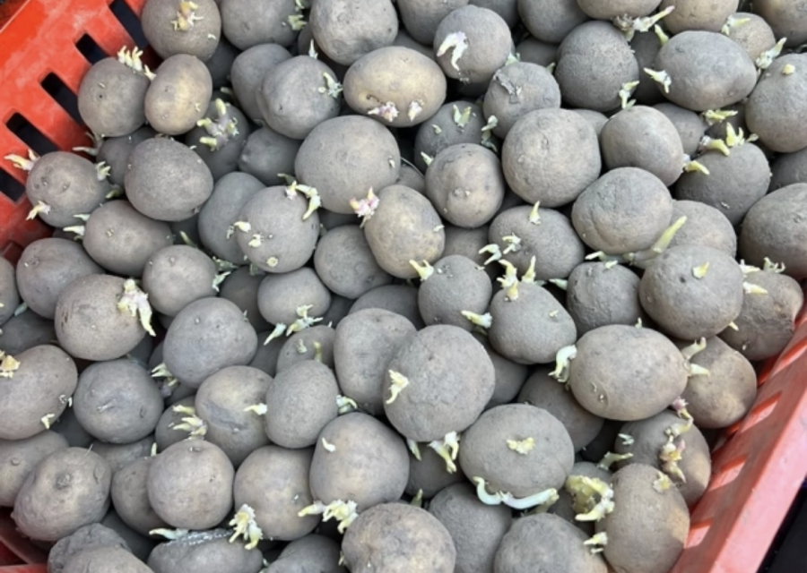 Семенной картофель 