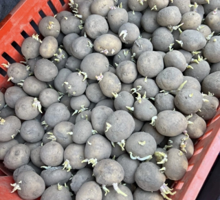 Семенной картофель 