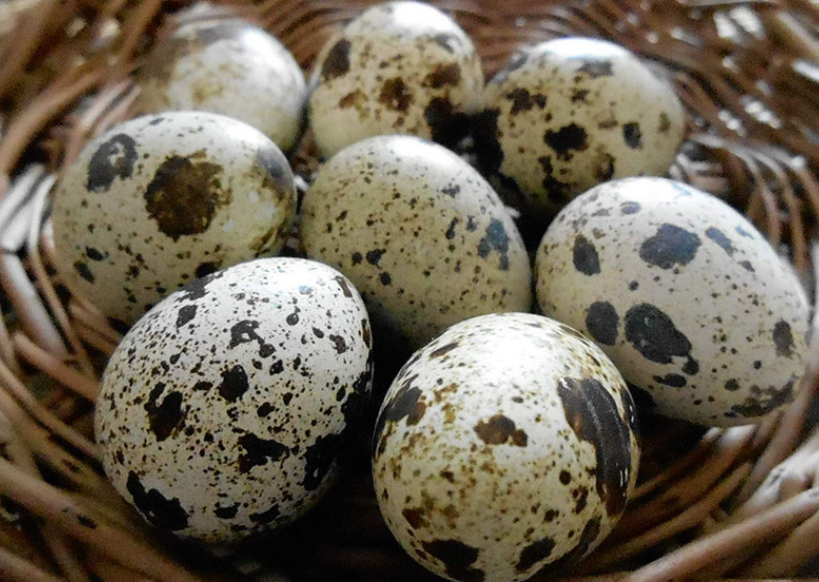 Перепела Яично-мясные породы