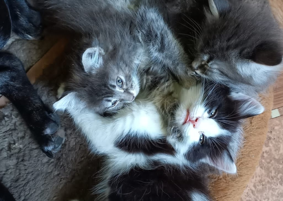 Три мушкетера ищут себе дом 