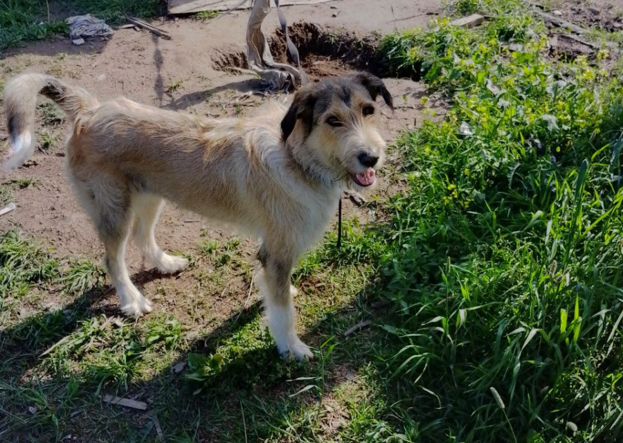 Пропала собака