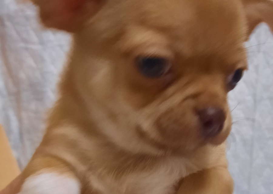 Щенки чихуахуа 