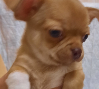 Щенки чихуахуа 