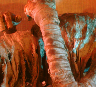 Шизофрения, коварство или месть? 