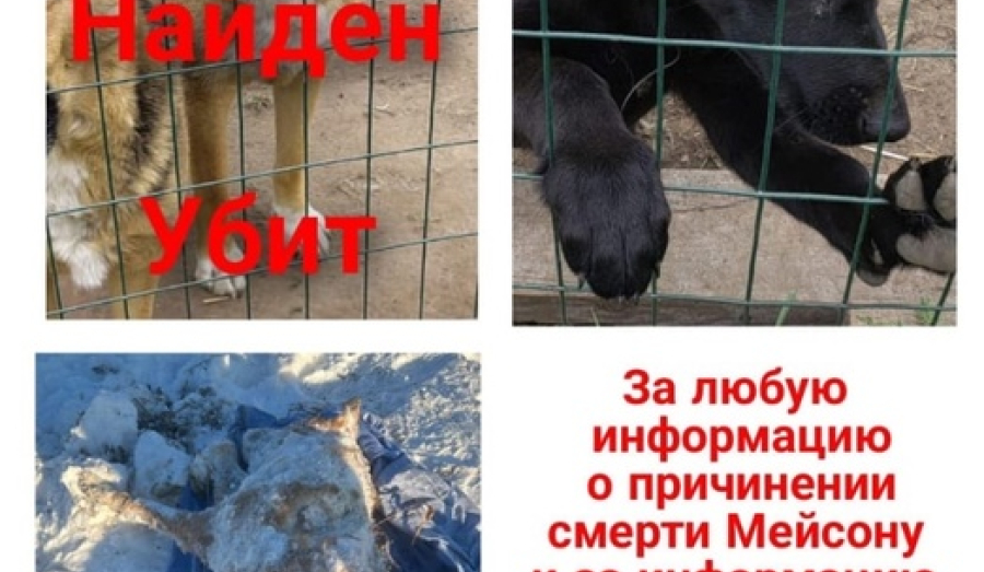 Про убийство беззащитного доброго пса Мейсона.