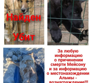 Про убийство беззащитного доброго пса Мейсона.