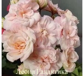 Пеларгонии сортовые