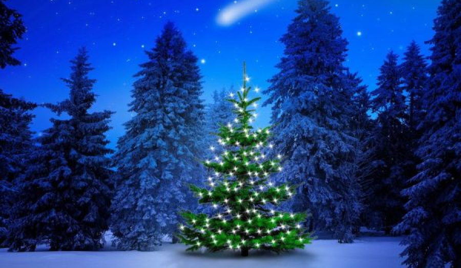 Получите елку бесплатно к Новому году!