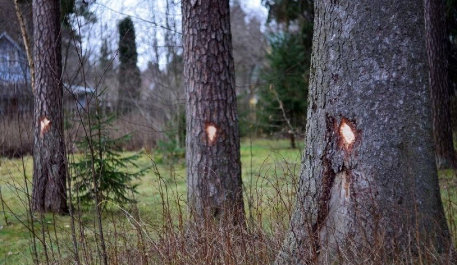 Сиверские сосны будут лечить.