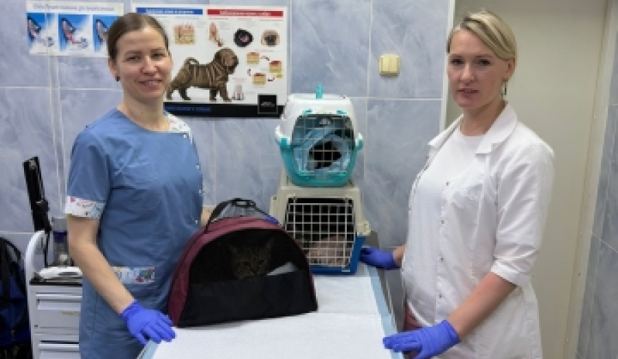 Бесплатная стерилизация животных для льготных категорий граждан.