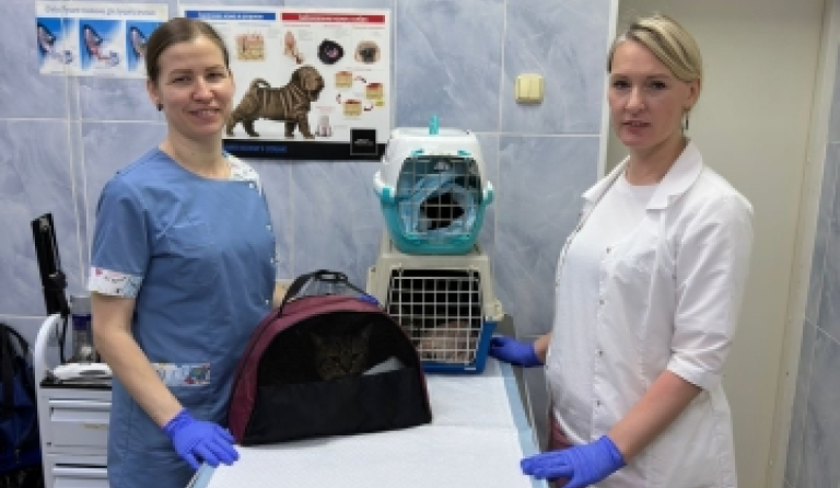 Бесплатная стерилизация животных для льготных категорий граждан.