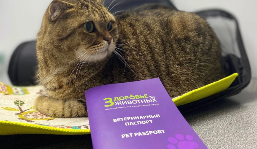 Регистрация собак и кошек